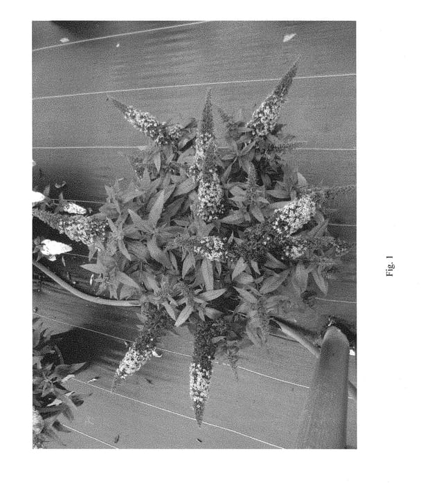 Figure 1 of US plant patent PP28796, the photograph of SMNBDO printed in the patent.