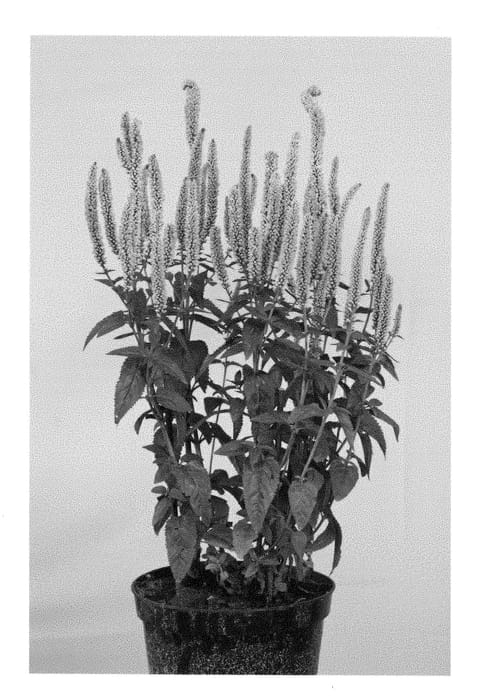 Figure 1 of US plant patent PP28797, the photograph of Allkiss printed in the patent.