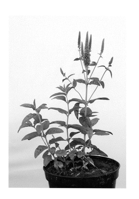 Figure 1 of US plant patent PP28798, the photograph of Allvglove printed in the patent.