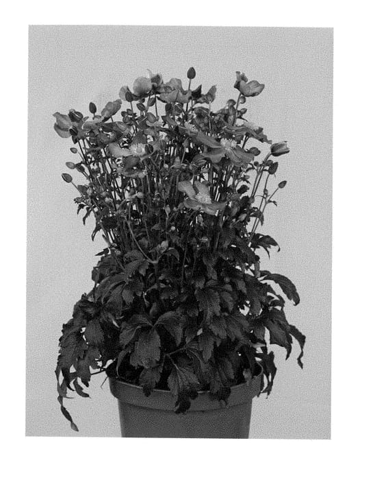 Figure 1 of US plant patent PP28799, the photograph of APANFARRH printed in the patent.
