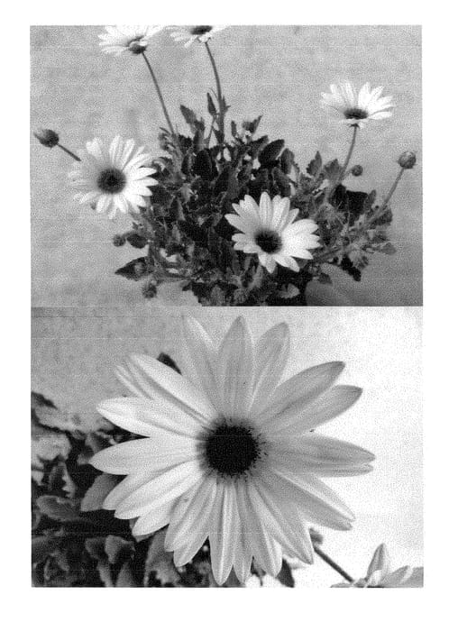 Figure 1 of US plant patent PP28800, the photograph of Bonarc 1107 printed in the patent.