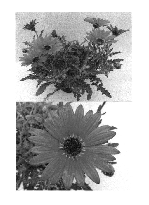 Figure 1 of US plant patent PP28801, the photograph of Bonarc 1116 printed in the patent.