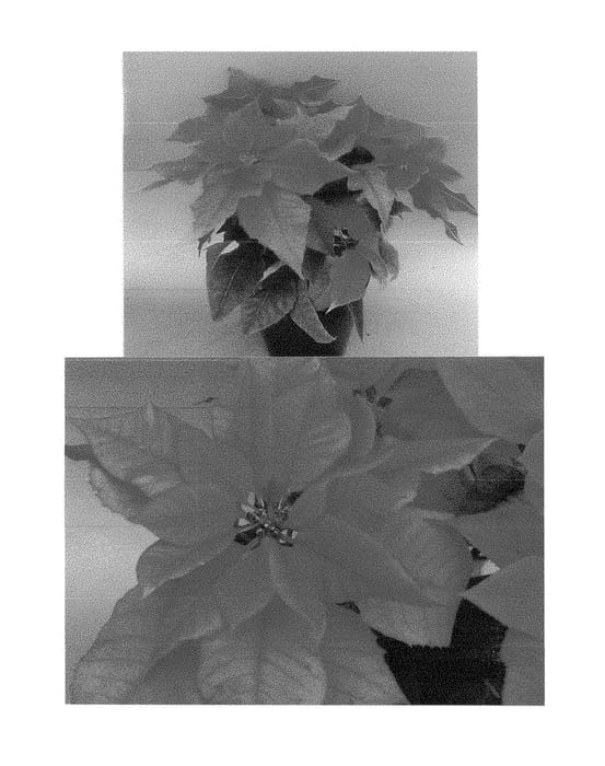 Figure 1 of US plant patent PP28802, the photograph of Bonpri 1049 printed in the patent.