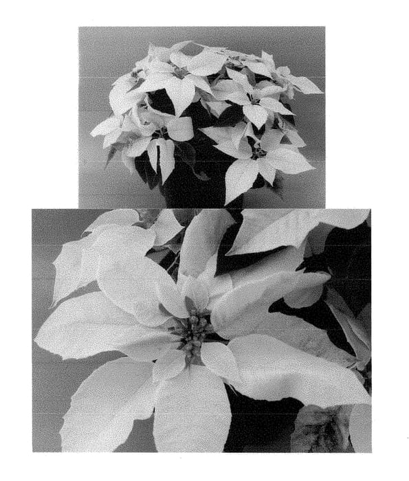 Figure 1 of US plant patent PP28803, the photograph of Bonpri 585 printed in the patent.