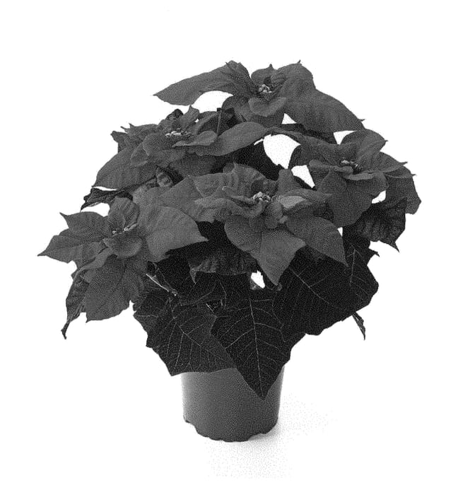 Figure 1 of US plant patent PP28804, the photograph of Qismas Crunch printed in the patent.