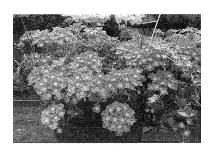 Figure 1 of US plant patent PP28805, the photograph of KLEVP15481 printed in the patent.