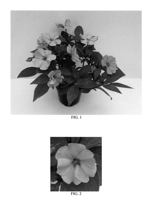 Figure 1 of US plant patent PP28806, the photograph of Balbigink printed in the patent.