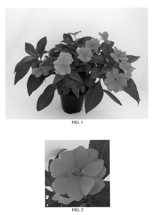 Figure 1 of US plant patent PP28807, the photograph of Balboucor printed in the patent.