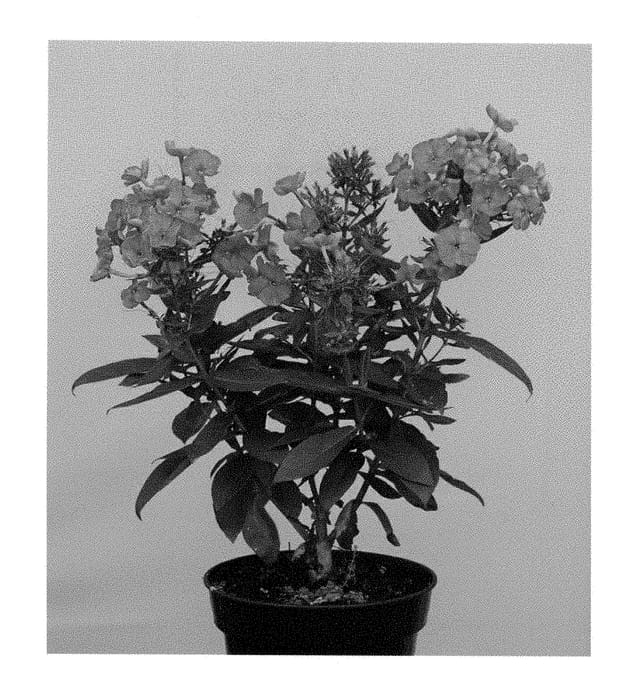 Figure 1 of US plant patent PP28808, the photograph of Appofamcer printed in the patent.