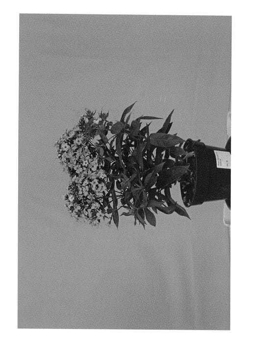 Figure 1 of US plant patent PP28809, the photograph of Appottpi printed in the patent.