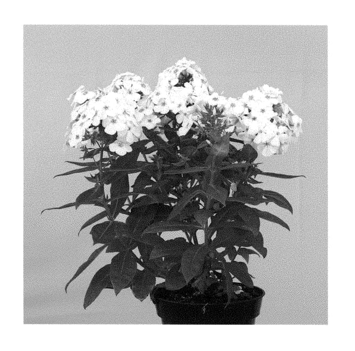 Figure 1 of US plant patent PP28810, the photograph of Appofamwe printed in the patent.