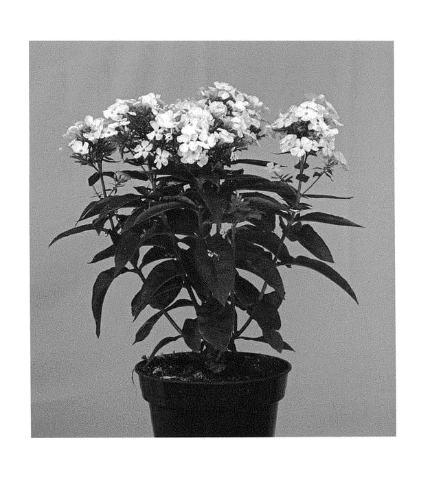 Figure 1 of US plant patent PP28811, the photograph of Appotwwh printed in the patent.