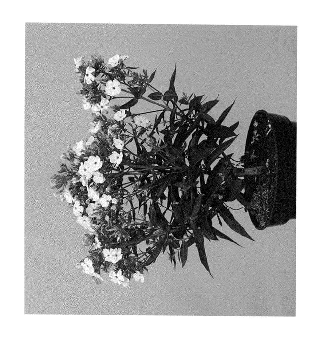 Figure 1 of US plant patent PP28812, the photograph of Appottwh printed in the patent.