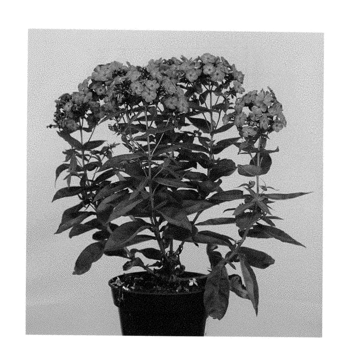 Figure 1 of US plant patent PP28813, the photograph of Appottpu printed in the patent.