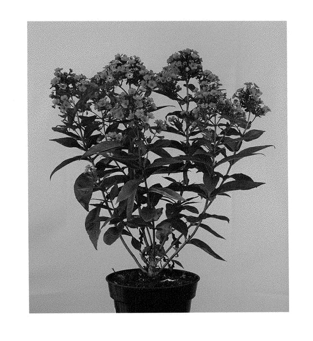 Figure 1 of US plant patent PP28814, the photograph of Appotwce printed in the patent.