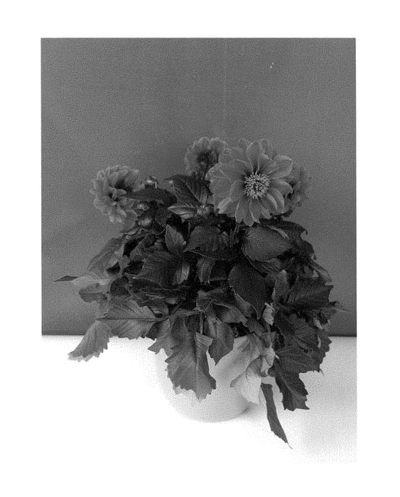 Figure 1 of US plant patent PP28815, the photograph of BKDAMPE printed in the patent.
