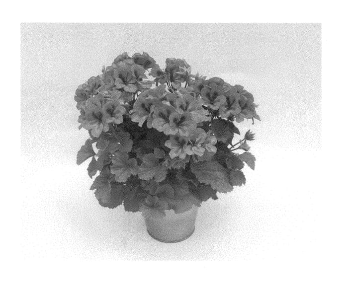 Figure 1 of US plant patent PP28816, the photograph of KLEPS15377 printed in the patent.
