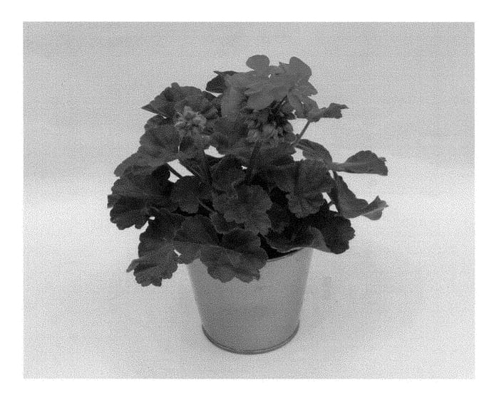 Figure 1 of US plant patent PP28817, the photograph of KLEPZ15397 printed in the patent.