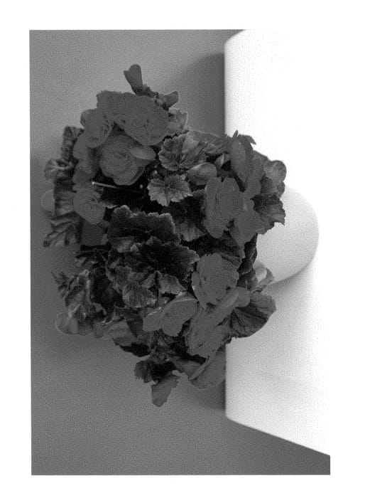 Figure 1 of US plant patent PP28818, the photograph of BKPBECRM printed in the patent.