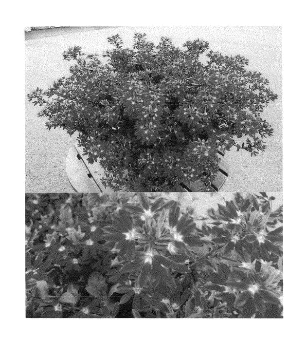 Figure 1 of US plant patent PP28819, the photograph of Bonsca 1219 printed in the patent.