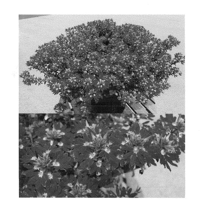 Figure 1 of US plant patent PP28820, the photograph of Bonsca 1430 printed in the patent.