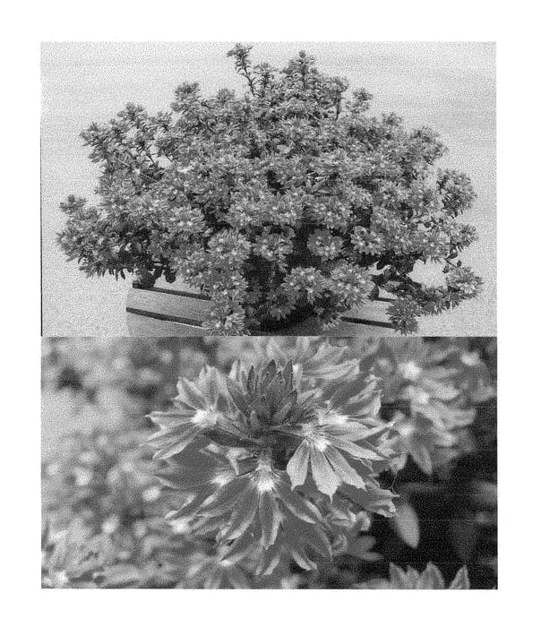 Figure 1 of US plant patent PP28821, the photograph of Bonsca 1433 printed in the patent.