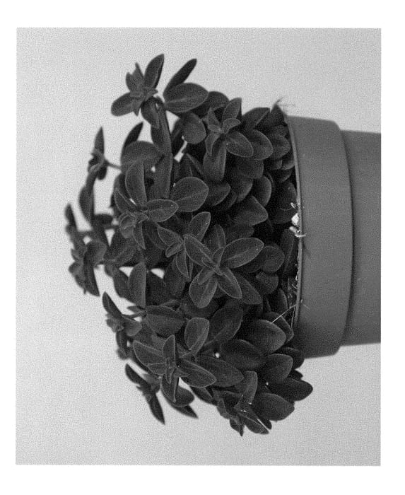 Figure 1 of US plant patent PP28822, the photograph of Red Log printed in the patent.