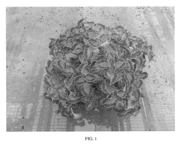 Figure 1 of US plant patent PP28823, the photograph of SAKCOL018 printed in the patent.