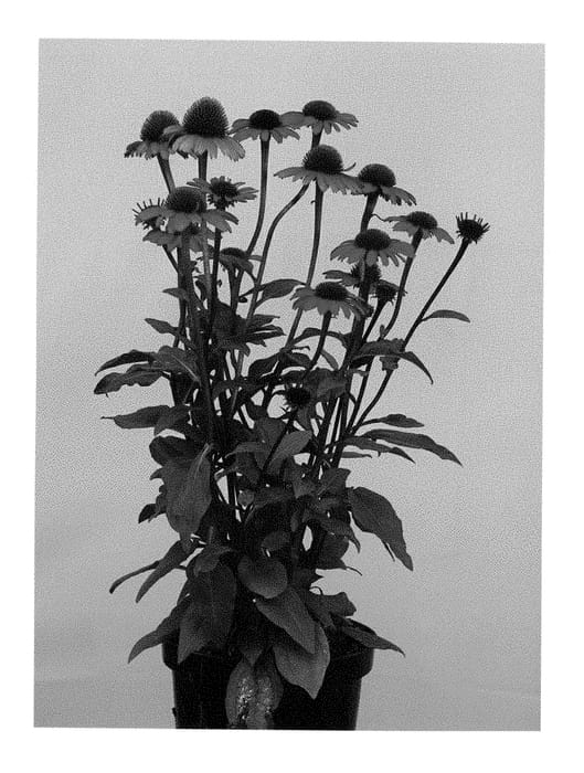 Figure 1 of US plant patent PP28824, the photograph of Apecssior printed in the patent.