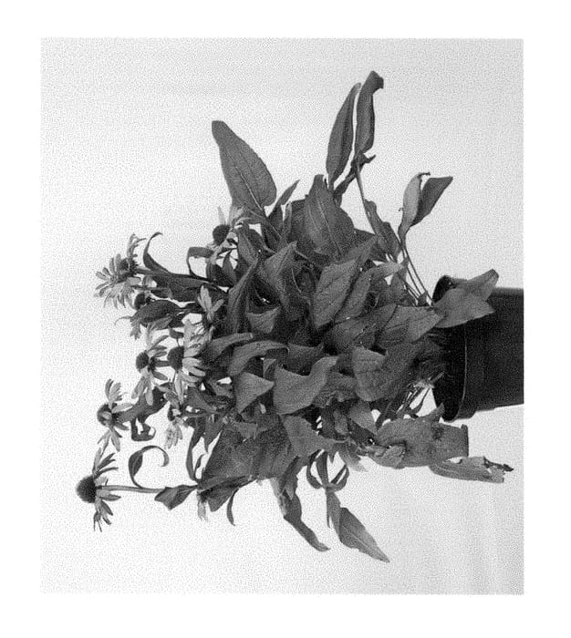 Figure 1 of US plant patent PP28825, the photograph of Apecssired printed in the patent.