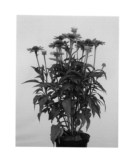 Figure 1 of US plant patent PP28826, the photograph of Apecssima printed in the patent.