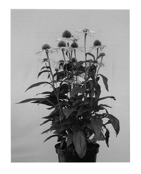 Figure 1 of US plant patent PP28827, the photograph of Apecssiye printed in the patent.