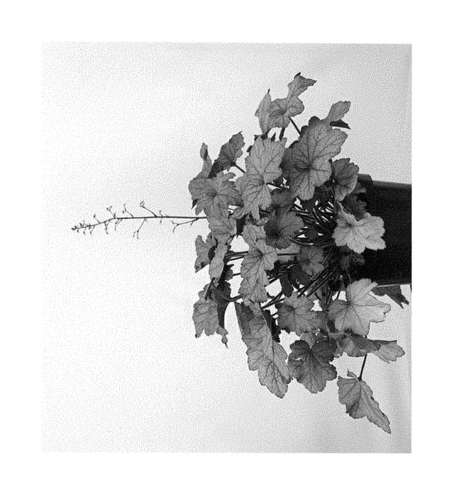 Figure 1 of US plant patent PP28828, the photograph of Coralberry printed in the patent.