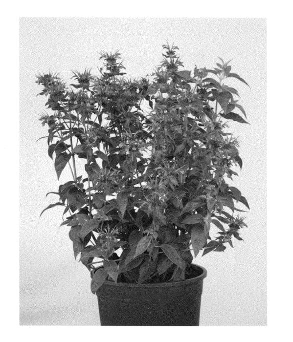 Figure 1 of US plant patent PP28829, the photograph of Allmobird printed in the patent.