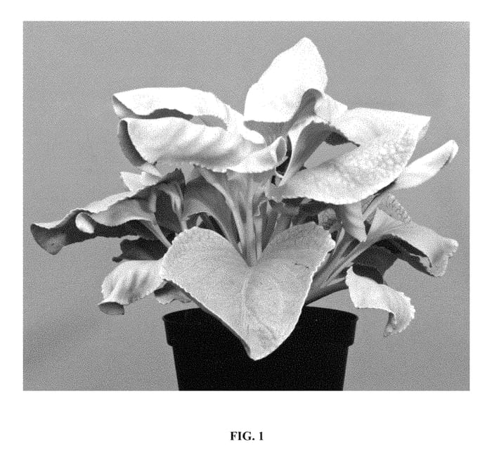 Figure 1 of US plant patent PP28830, the photograph of Senaw printed in the patent.