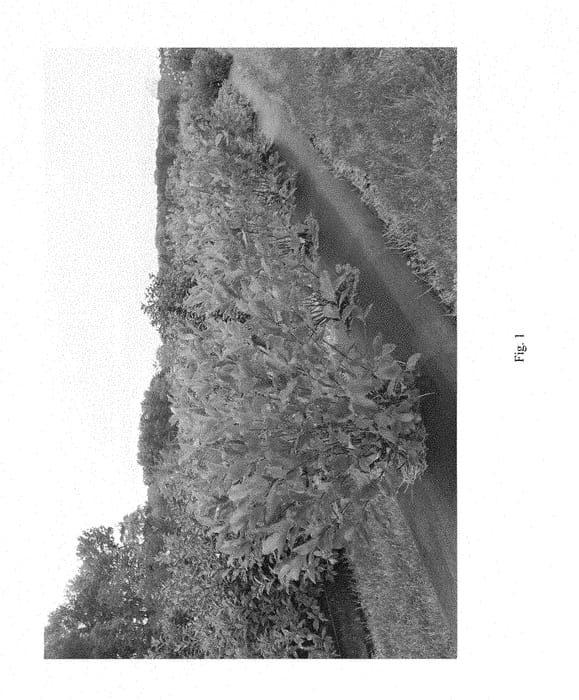 Figure 1 of US plant patent PP28831, the photograph of UCONNAM166 printed in the patent.