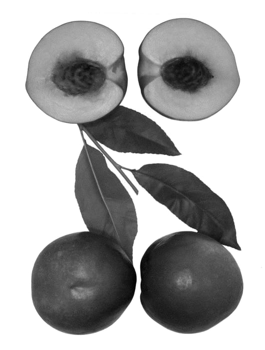 Figure 1 of US plant patent PP28832, the photograph of August Moon printed in the patent.