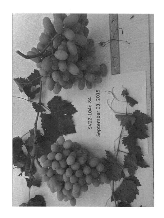 Figure 1 of US plant patent PP28833, the photograph of SV22-104e-84 printed in the patent.