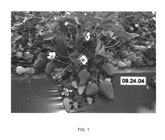 Figure 1 of US plant patent PP28834, the photograph of Planasa 0949 printed in the patent.