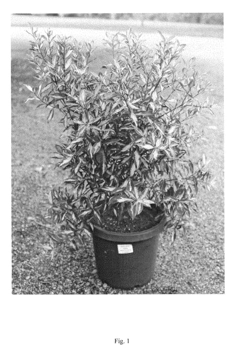 Figure 1 of US plant patent PP28835, the photograph of METWAT01 printed in the patent.