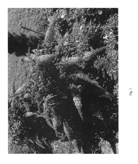 Figure 1 of US plant patent PP28836, the photograph of SMNBDPT printed in the patent.