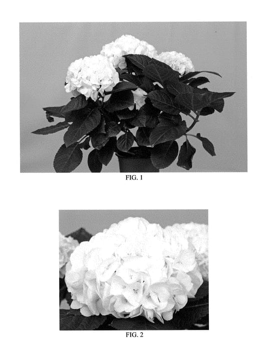 Figure 1 of US plant patent PP28837, the photograph of SAXBRIWHI printed in the patent.