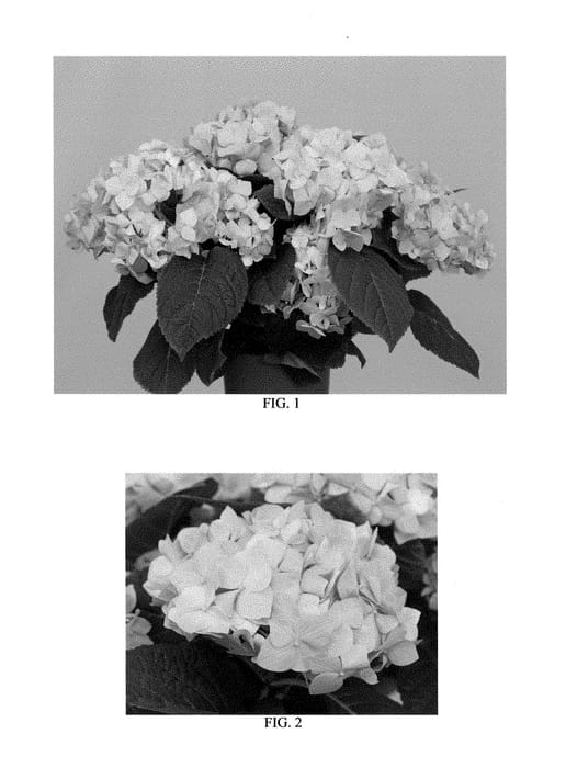 Figure 1 of US plant patent PP28838, the photograph of SAXDIFIOROS printed in the patent.