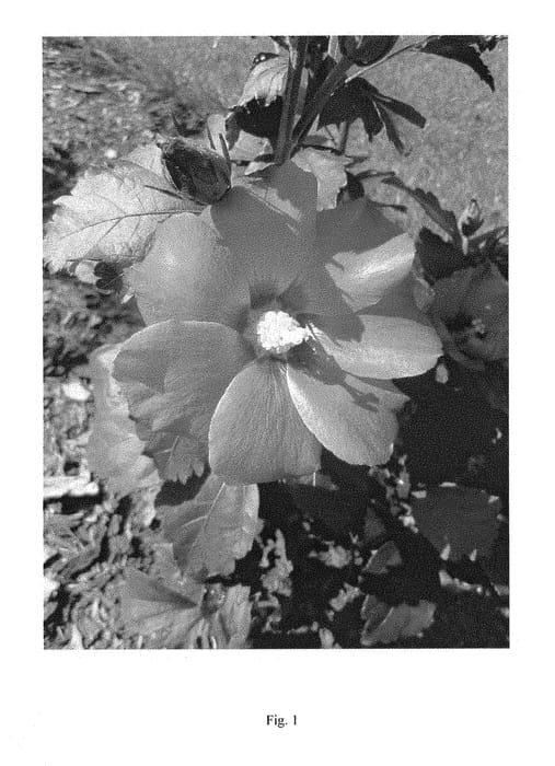 Figure 1 of US plant patent PP28839, the photograph of ILVOPS printed in the patent.