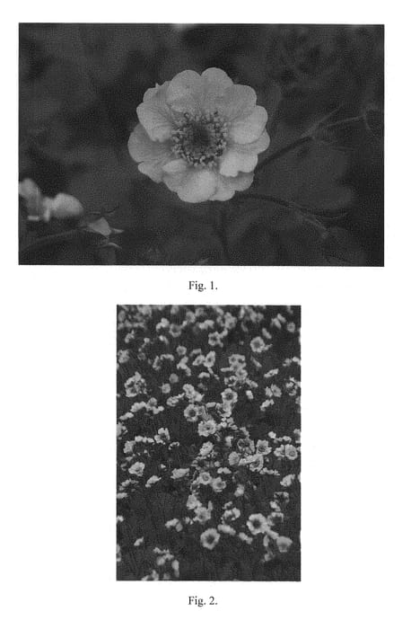 Figure 1 of US plant patent PP28840, the photograph of Peach Daiquiri printed in the patent.