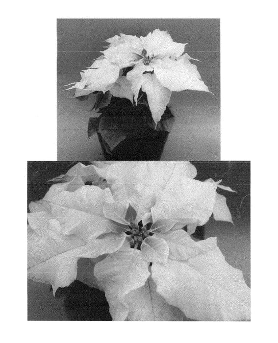 Figure 1 of US plant patent PP28841, the photograph of Bonpri 1069 printed in the patent.