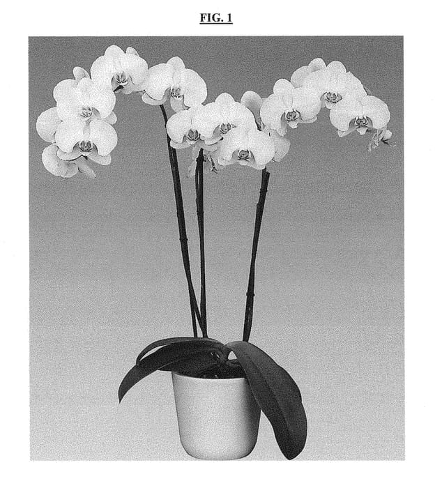 Figure 1 of US plant patent PP28842, the photograph of Zahara printed in the patent.