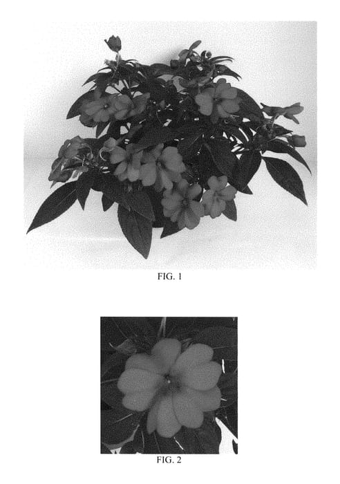 Figure 1 of US plant patent PP28843, the photograph of Balbouvimp printed in the patent.