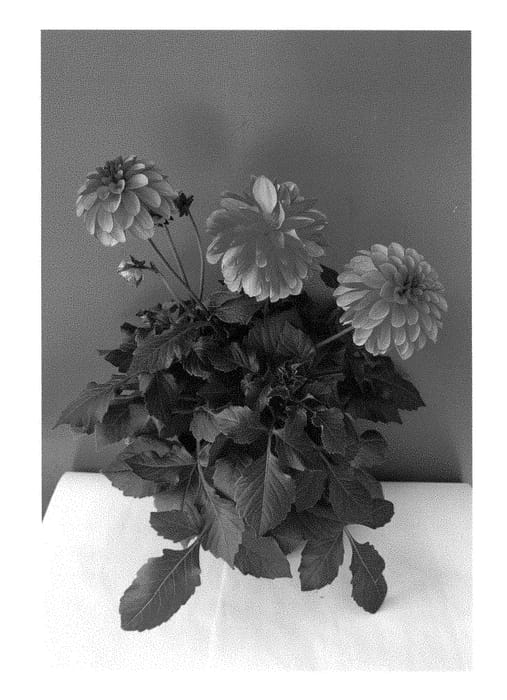 Figure 1 of US plant patent PP28844, the photograph of BKDAOBI printed in the patent.