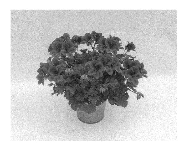 Figure 1 of US plant patent PP28845, the photograph of KLEPS15378 printed in the patent.